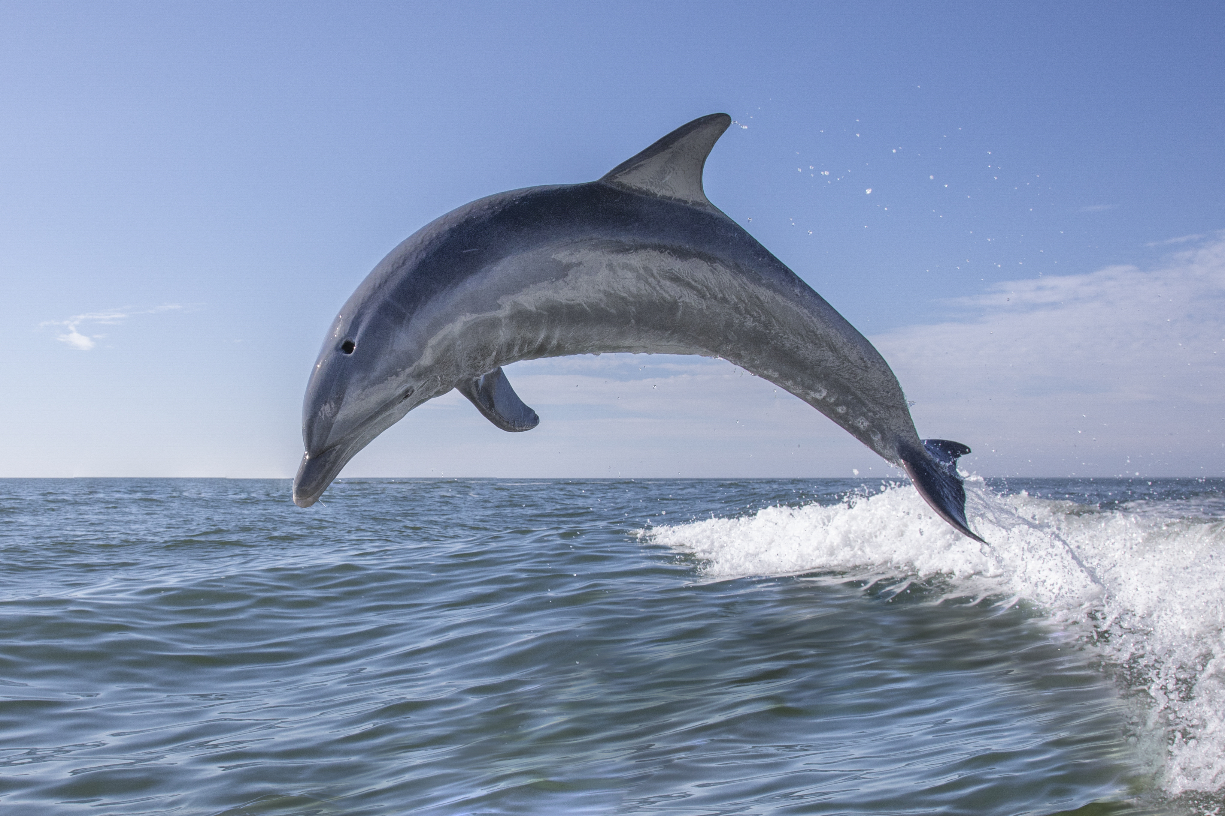 Дельфин радиоволна. Дельфин-Афалина. Бутылконосый Дельфин Афалина. Черноморская Афалина. Дельфин Афалина в черном море.