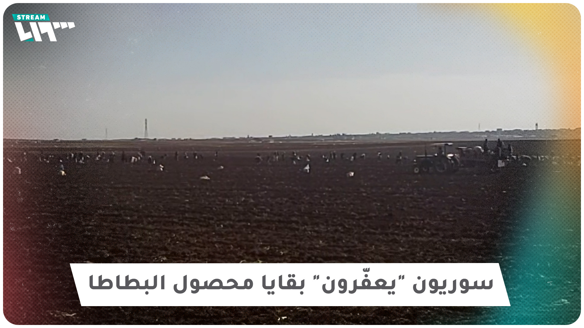 سوريون "يعفّرون" بقايا محصول البطاطا بريف إدلب