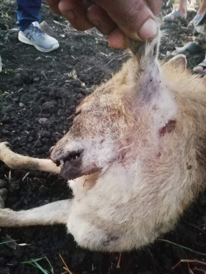 الذئب الذي جرى قتله في قرية زاهد بريف طرطوس
