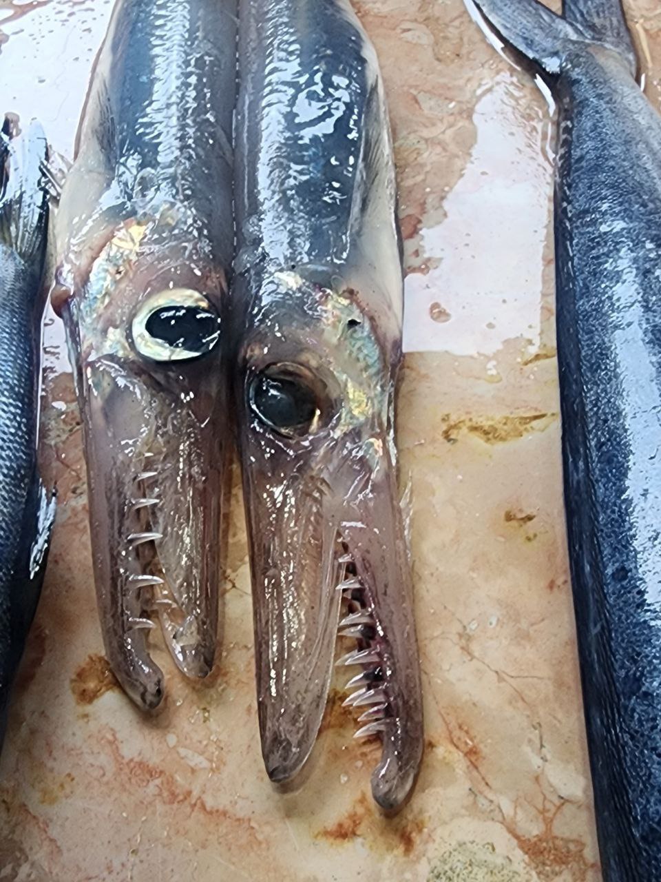 سمكة غريبة تظهر للمرة الثانية في طرطوس