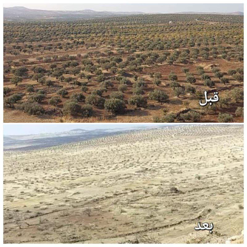 صور تظهر تجريد الأرض من الأشجار بريف مدينة كفرنبل جنوبي إدلب من قبل عناصر النظام - متداول