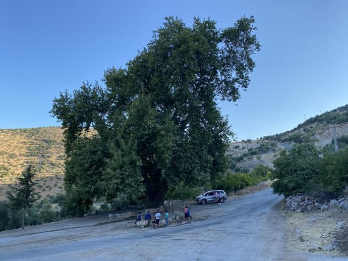 شجرة الدلب عند مفرق قرية حجيكو.JPG