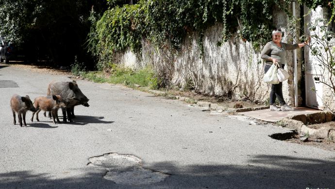 خنازير برية في شوارع روما (رويترز)