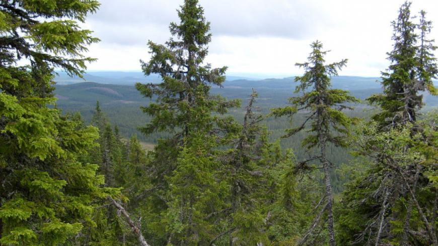 ملايين الأشجار في السويد مهددة بسبب حشرة