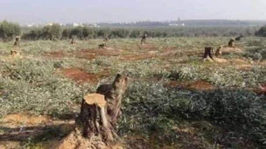 النظام يقطع أشجار الزيتون في مدينة كفرزيتا