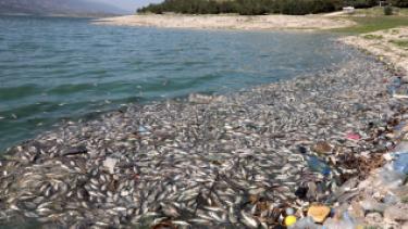 "التجارة الداخلية" تحذر من دخول أطنان من الأسماك اللبنانية النافقة إلى سوريا