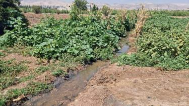 إتلاف محاصيل زراعية في ريف دمشق