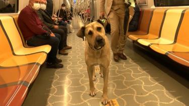 كلب في مترو أنفاق إسطنبول (Duvar)