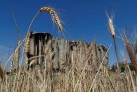 lebanon-wheat-.jpg