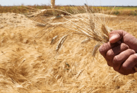 زراعة القمح في سوريا
