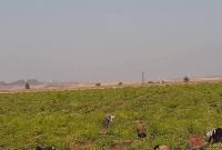 مزارعون في بلدة بكار بريف درعا الغربي (تلفزيون سوريا)