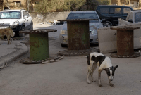 الكلاب الشاردة في سوريا (أثر برس)