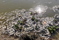 نفوق الأسماك في نهر العاصي (إنترنت)