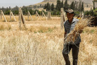 تغيّر المناخ يقلص بشدة محصول القمح في سوريا