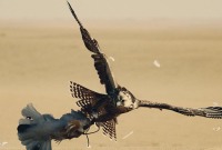 صيد "الطير الحر" مهنة تشتهر بها مناطق شرقي سوريا – "واس"