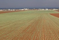 أراض زراعية في إدلب (موقع زيتون)