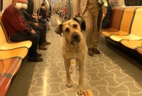 كلب في مترو أنفاق إسطنبول (Duvar)