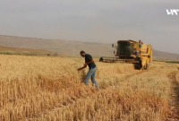 حصاد القمح في سوريا (تلفزيون سوريا)