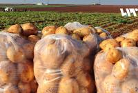 حصاد البطاطا في إدلب