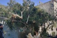 سقوط أشجار بسبب العاصفة الهوائية (فيس بوك)