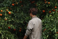طفل أثناء قطاف موسم البرتقال (خاص تلفزيون سوريا)