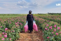زراعة الورد الدمشقي في كللي بإدلب (تلفزيون سوريا)