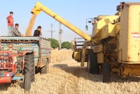 حصاد القمح في ريف حلب
