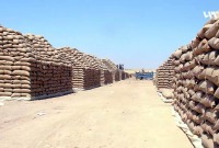 النظام يخطط لخفض كميات القمح المستوردة مع توقعات بموسم جيد (تلفزيون سوريا)