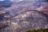 أشجار وأراضٍ مدمرة في ريف اللاذقية بسبب الحرائق (فيس بوك)