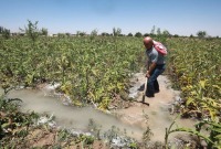 مزارع سوري يفتح قناة لجر المياه بين شتول غرسها في حقله في الغوطة الشرقية بريف دمشق - (Getty)