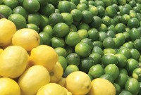 ارتفاع سعر الليمون في الأسواق السورية وتوقعات بزيادة الإنتاج الموسم القادم