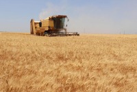 النظام بحاجة لاستيراد أكثر من 2 مليون طن لسد احتياجات مناطقه من القمح