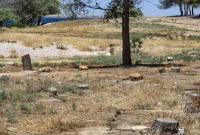قطع الأشجار في محمية الطبقة بالقرب من قرية جعبار في محافظة الرقة شمال شرق سوريا. 11 تموز 2023. (دليل سليمان / أ ف ب)