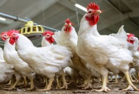 المرض أسفر عن نفوق مئات الدواجن وأثر سلباً على أسعار منتجات الدجاج