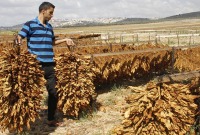 النظام السوري يحدد أسعار شراء التبغ من المزارعين