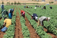 عمال زراعيين في أحد الحقول التركية (İHA)