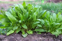 نبات الحميض.. أوراق خضراء بفوائد مبهرة