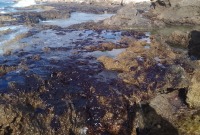 آثار التسرب النفطي في شواطئ مدينة جبلة بريف اللاذقية - 6 شباط 2024 (صحيفة تشرين)