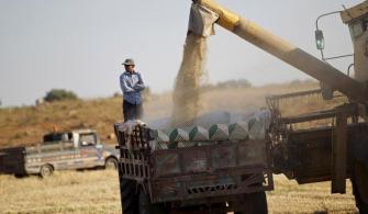 محصول القمح في سوريا