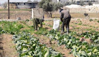 الزراعة في ريف دمشق
