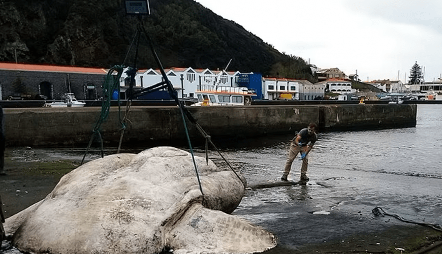العثور على أثقل سمكة في العالم بوزن وحيد القرن في البرتغال| صور
