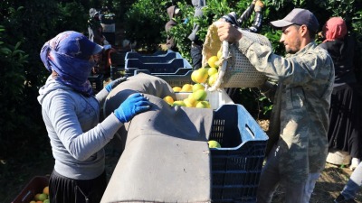 عمال سوريون يقومون بجمع الحمضيات في أضنة (İhlas)