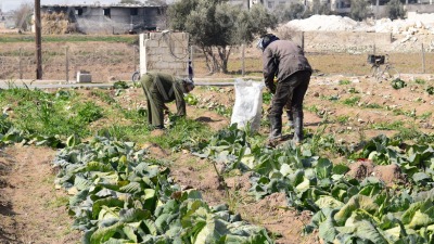 الزراعة في ريف دمشق