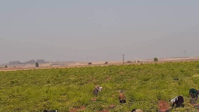 مزارعون في بلدة بكار بريف درعا الغربي (تلفزيون سوريا)