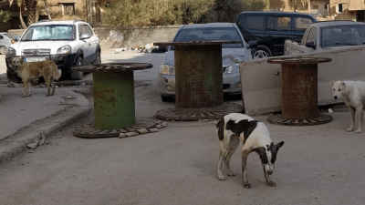 الكلاب الشاردة في سوريا (أثر برس)