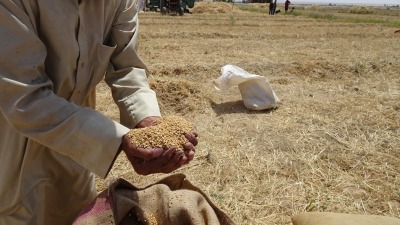 فلاح سوري من شمال شرقي سوريا يحمل بين يديه ما حصده من القمح 