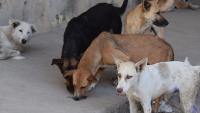 كلاب شاردة في دمشق وريفها (الوطن)