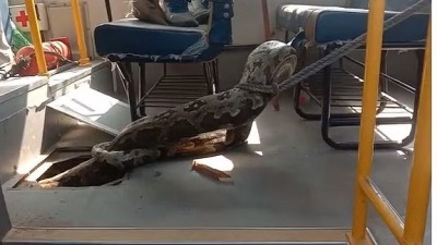 الثعبان الذي وجد داخل حافلة في الهند