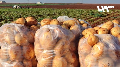 حصاد البطاطا في إدلب
