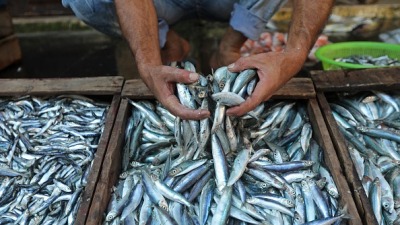 الأهالي يتجهون لشراء الأسماك في حمص بعد انهيار قطاع الدواجن (AFP)